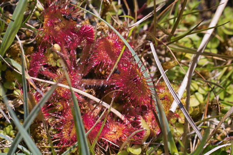 Drosera rotundifolia