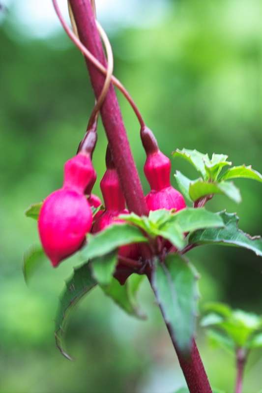 Fuchsie