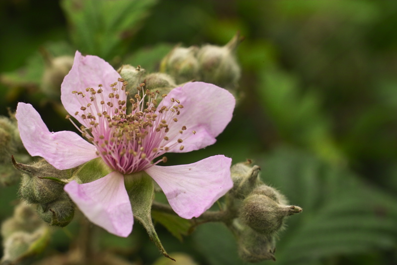 Brombeere