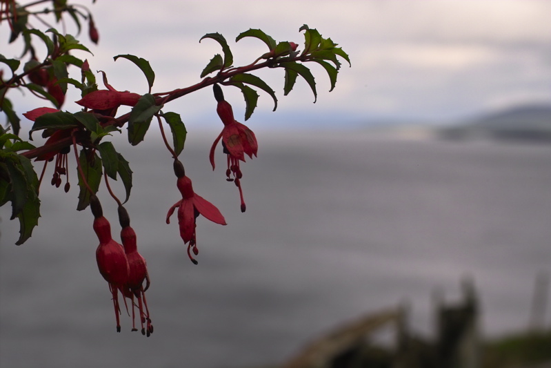 Fuchsie