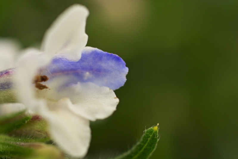 Blüte