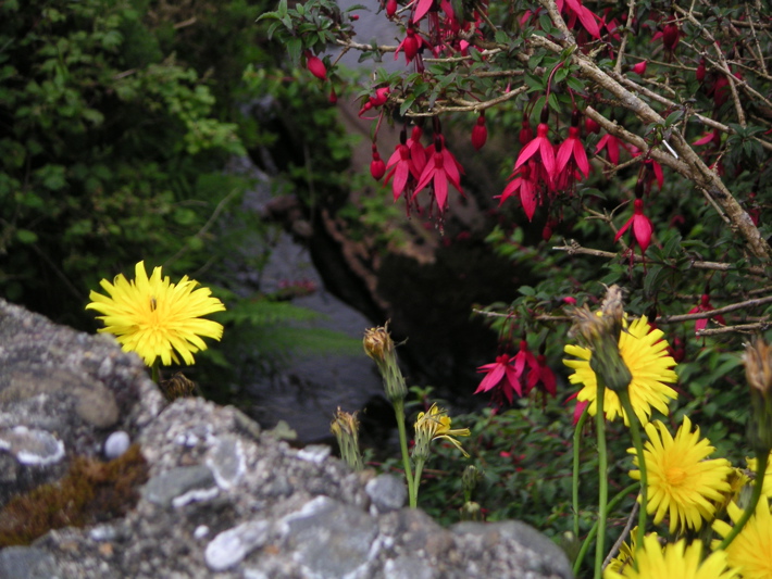 Aster & Fuchsien