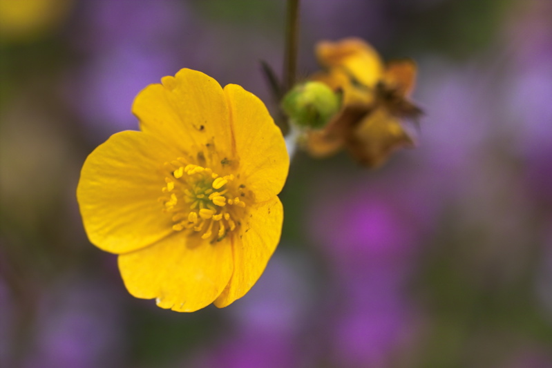 Blüte