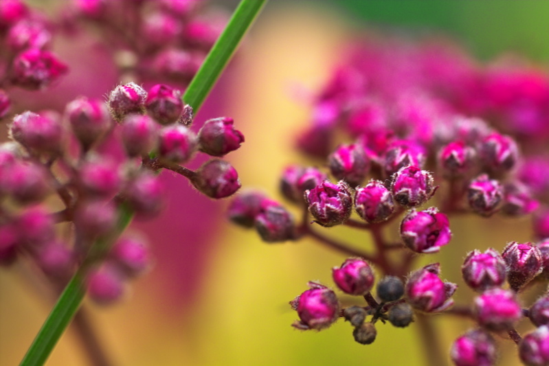 Blüte