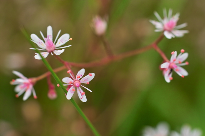 Blüte