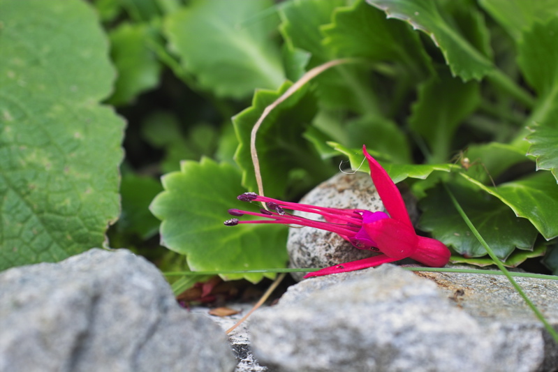 Fuchsie