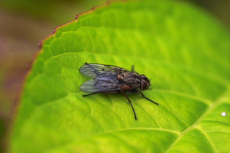 Fliege