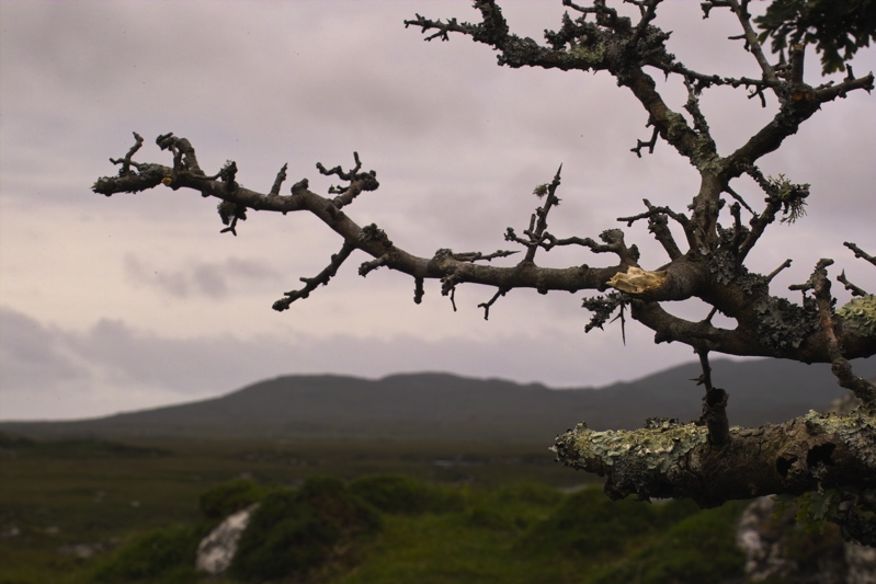 Hochmoor