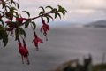 Fuchsie