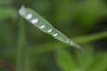 Tautropfen