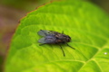 Fliege